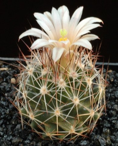 Escobaria_zilziana_2